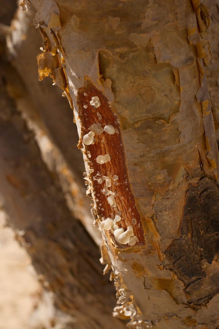 Frankincense Benefits — Boswellia Resin for Health and Wellness