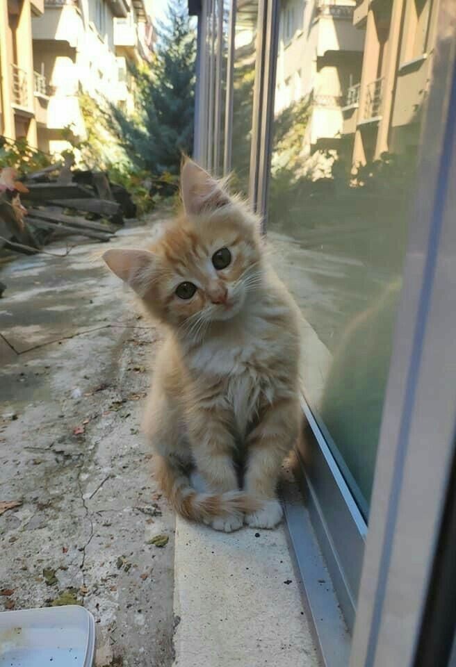 Cat Pee Smell — How to Eliminate Cat Urine Odour at Home