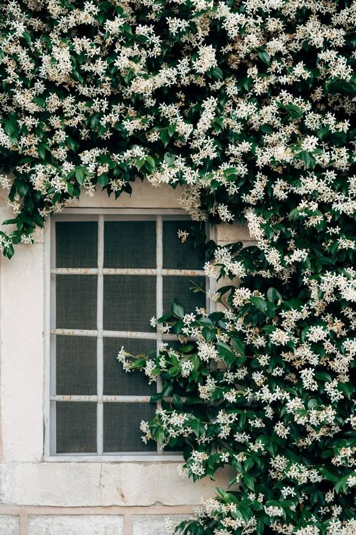Fragrant Plants — Roses Jasmine and Lavender in a Scented Garden